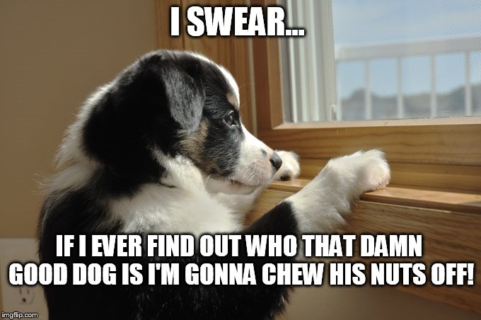 Who's a good dog? | I SWEAR... IF I EVER FIND OUT WHO THAT DAMN GOOD DOG IS I'M GONNA CHEW HIS NUTS OFF! | image tagged in dog at window | made w/ Imgflip meme maker