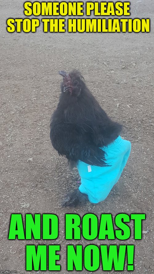 Shorts week- an ANAKAfire event! It's exactly what it sounds like - memes about shorts May 28th to June 3rd | SOMEONE PLEASE STOP THE HUMILIATION; AND ROAST ME NOW! | image tagged in memes,shorts week,chicken wearing shorts,humiliation,laughs,short week | made w/ Imgflip meme maker