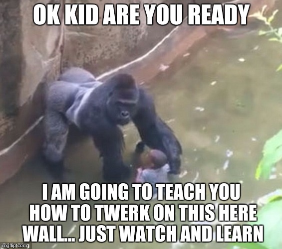 Harambe | OK KID ARE YOU READY; I AM GOING TO TEACH YOU HOW TO TWERK ON THIS HERE WALL... JUST WATCH AND LEARN | image tagged in harambe | made w/ Imgflip meme maker