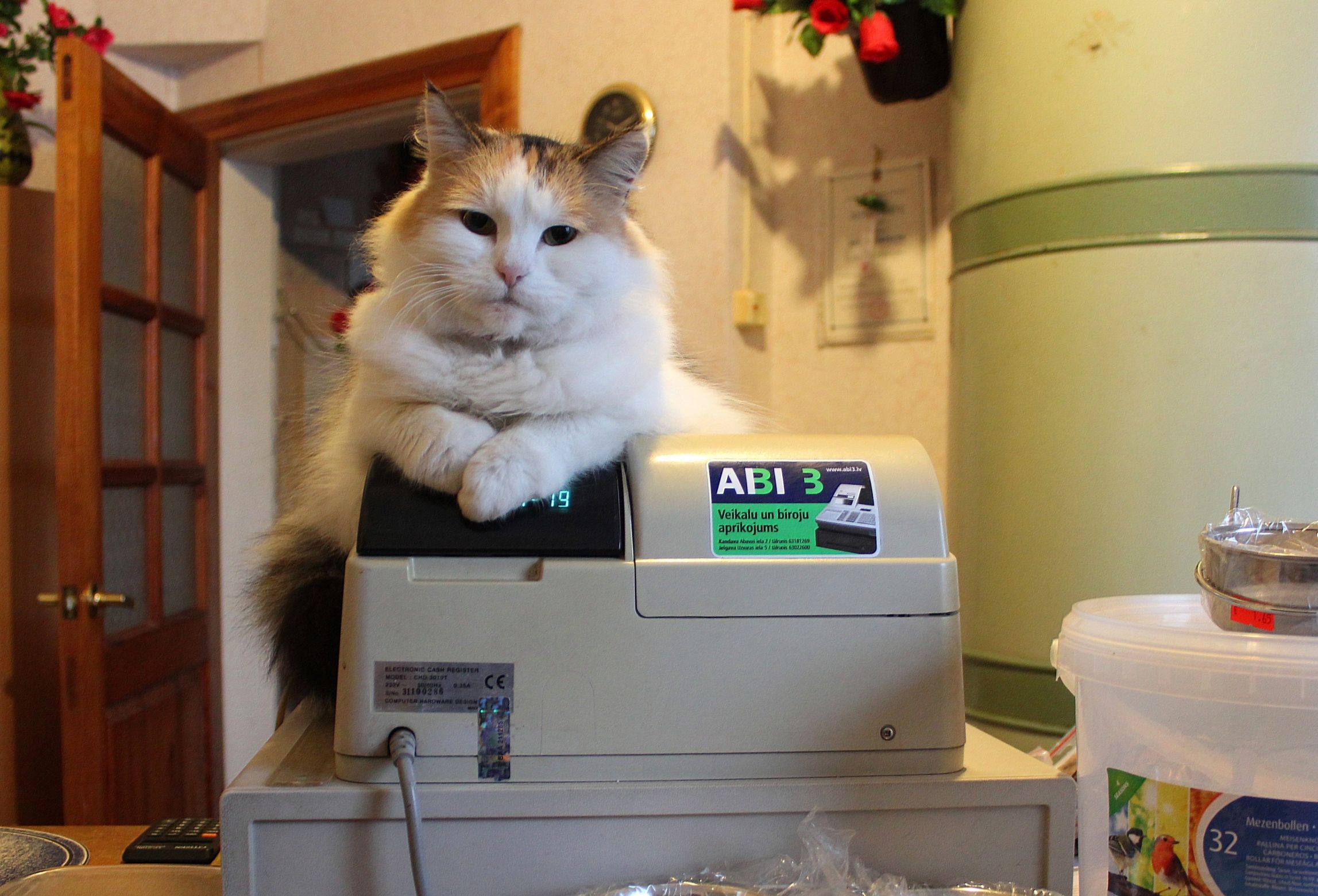 High Quality cat cashier Blank Meme Template