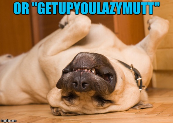 Sleeping dog | OR "GETUPYOULAZYMUTT" | image tagged in sleeping dog | made w/ Imgflip meme maker