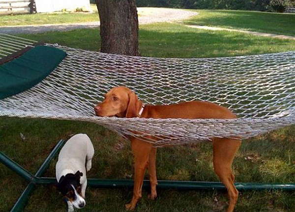 dog hammock Blank Meme Template