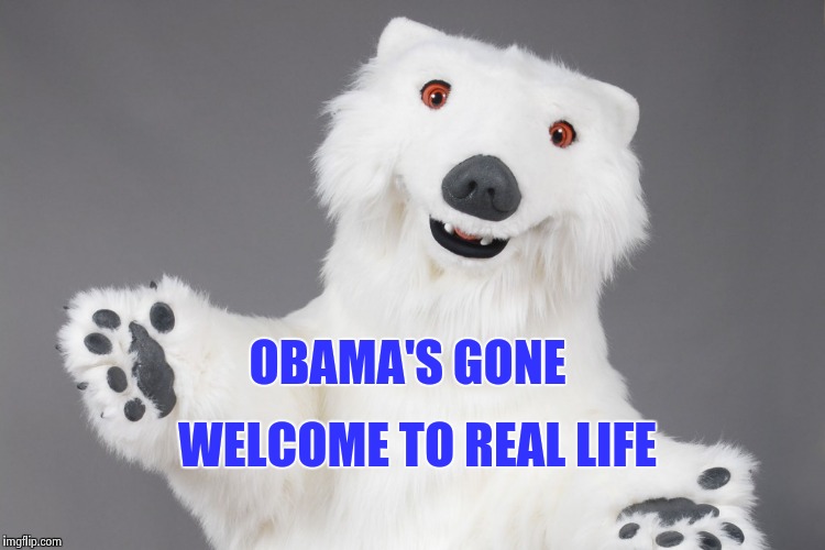 Polar Bear | OBAMA'S GONE WELCOME TO REAL LIFE | image tagged in polar bear | made w/ Imgflip meme maker