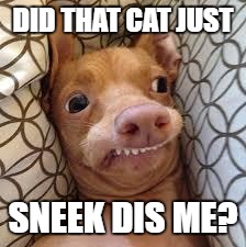 dumb dog | DID THAT CAT JUST; SNEEK DIS ME? | image tagged in dumb dog | made w/ Imgflip meme maker