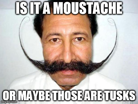 IS IT A MOUSTACHE OR MAYBE THOSE ARE TUSKS | image tagged in moustache | made w/ Imgflip meme maker