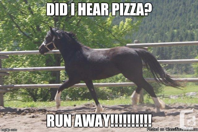 pizza kills me | DID I HEAR PIZZA? RUN AWAY!!!!!!!!!! | image tagged in funny horse | made w/ Imgflip meme maker