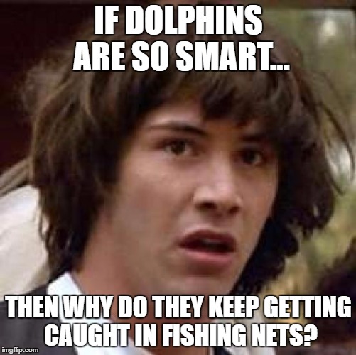 Conspiracy Keanu Meme | IF DOLPHINS ARE SO SMART... THEN WHY DO THEY KEEP GETTING CAUGHT IN FISHING NETS? | image tagged in memes,conspiracy keanu | made w/ Imgflip meme maker