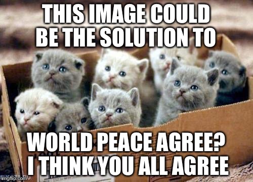 box of cats | THIS IMAGE COULD BE THE SOLUTION TO; WORLD PEACE AGREE? I THINK YOU ALL AGREE | image tagged in box of cats | made w/ Imgflip meme maker