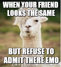 WHEN YOUR FRIEND LOOKS THE SAME; BUT REFUSE TO ADMIT THERE EMO | image tagged in alpaca | made w/ Imgflip meme maker