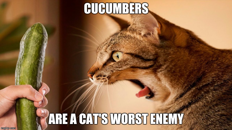 A Cat's Worst Enemy | CUCUMBERS; ARE A CAT'S WORST ENEMY | image tagged in cucumber,funny cat,screaming cat | made w/ Imgflip meme maker