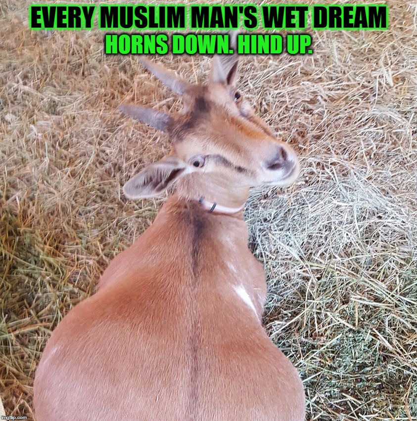When Bae Gives You That Come Hither Look... | EVERY MUSLIM MAN'S WET DREAM; HORNS DOWN. HIND UP. | image tagged in muslims,goats,sexuality,big butts,beastiality,sexy beast | made w/ Imgflip meme maker
