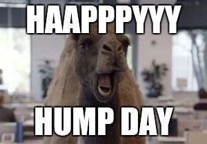 Hump Day Camel | HAAPPPYYY; HUMP DAY | image tagged in hump day camel | made w/ Imgflip meme maker