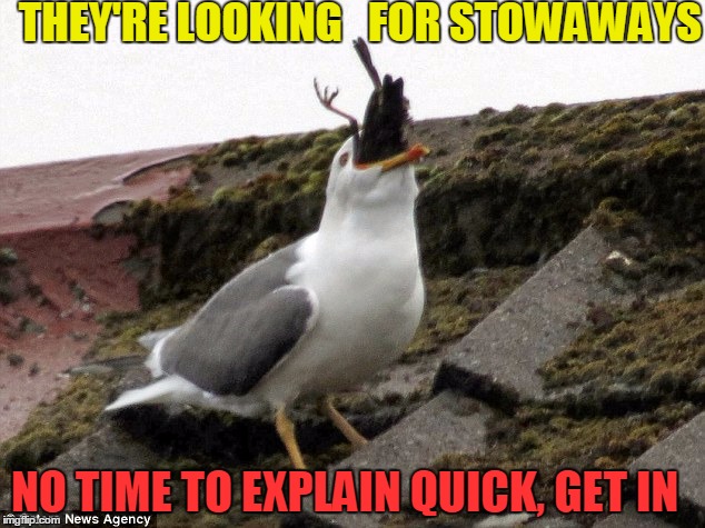 THEY'RE LOOKING   FOR STOWAWAYS NO TIME TO EXPLAIN QUICK, GET IN | made w/ Imgflip meme maker