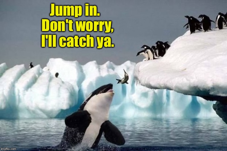 Penguin Swimming Lessons | Jump in.  Don't worry, I'll catch ya. | image tagged in karma,memes | made w/ Imgflip meme maker