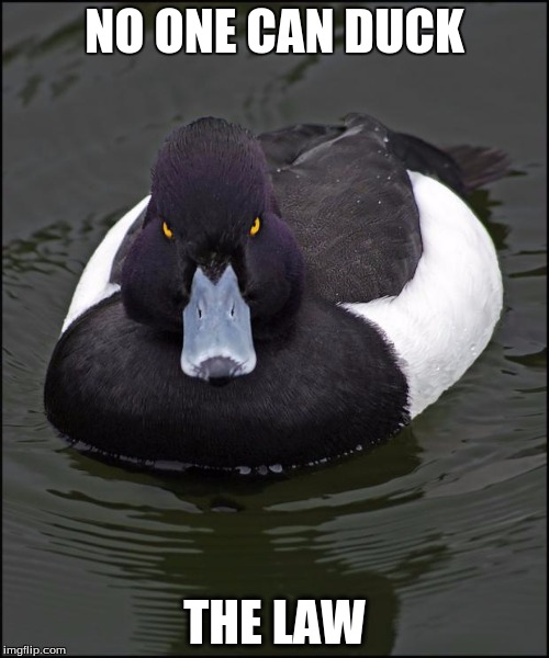 Angry duck | NO ONE CAN DUCK; THE LAW | image tagged in angry duck | made w/ Imgflip meme maker