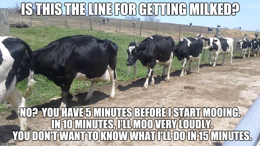 IS THIS THE LINE FOR GETTING MILKED? NO?  YOU HAVE 5 MINUTES BEFORE I START MOOING.  IN 10 MINUTES, I'LL MOO VERY LOUDLY.  YOU DON'T WANT TO | made w/ Imgflip meme maker