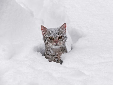 High Quality Crazy Snow Cat Blank Meme Template