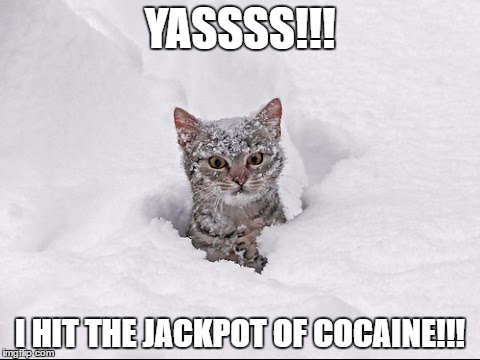 Crazy Snow Cat | YASSSS!!! I HIT THE JACKPOT OF COCAINE!!! | image tagged in crazy snow cat | made w/ Imgflip meme maker