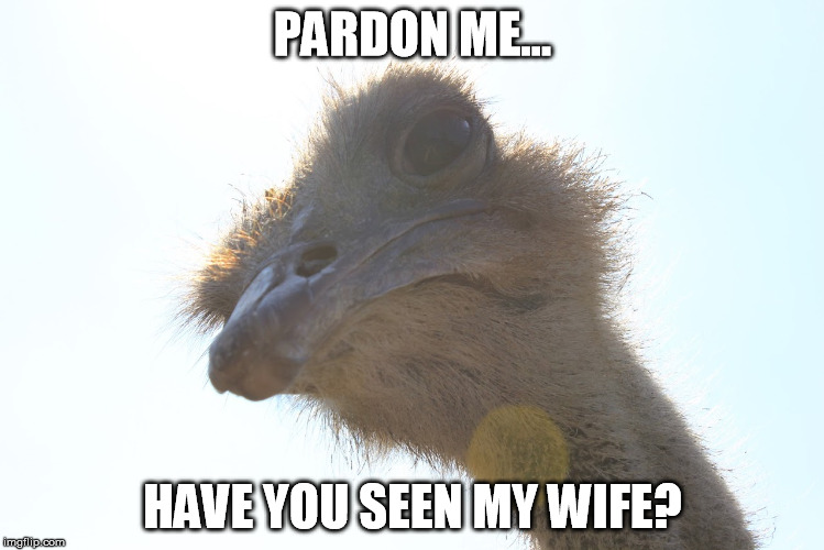 Pardon me... | PARDON ME... HAVE YOU SEEN MY WIFE? | image tagged in pardon me,ostridge,up close | made w/ Imgflip meme maker