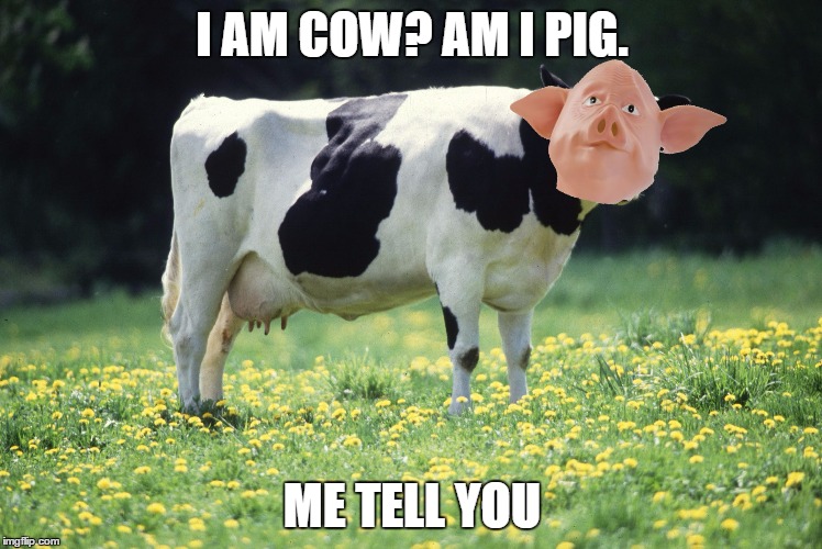 ME TELL YOU | I AM COW? AM I PIG. ME TELL YOU | image tagged in me tell you,pig,cow,memes | made w/ Imgflip meme maker