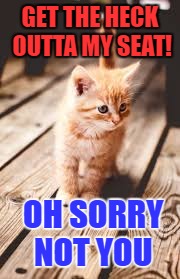 OH SORRY kitty | GET THE HECK OUTTA MY SEAT! OH SORRY NOT YOU | image tagged in cute cat | made w/ Imgflip meme maker
