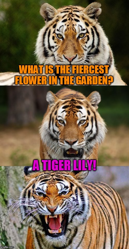 Tiger Puns | WHAT IS THE FIERCEST FLOWER IN THE GARDEN? A TIGER LILY! | image tagged in tiger puns,memes | made w/ Imgflip meme maker