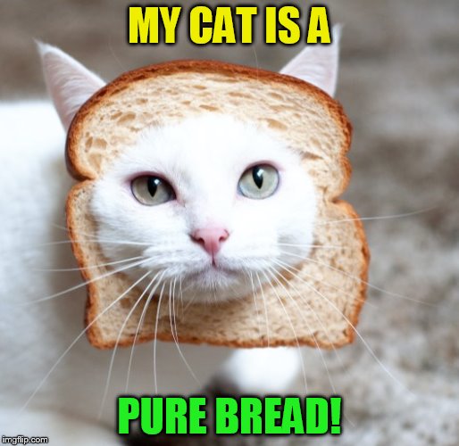 MY CAT IS A; PURE BREAD! | made w/ Imgflip meme maker