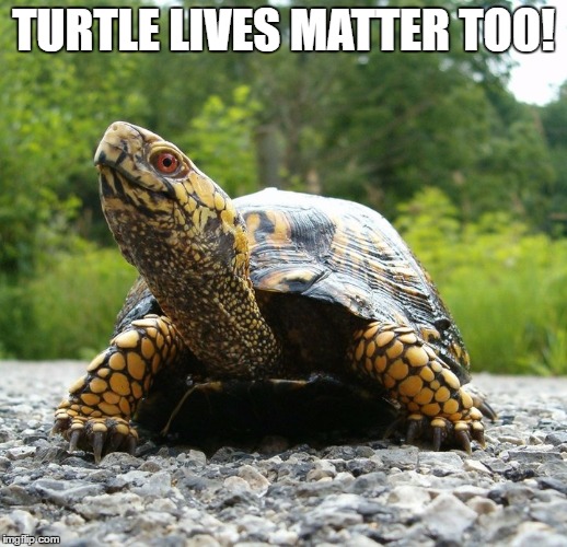 Turtle Lives Matter | TURTLE LIVES MATTER TOO! | image tagged in black lives matter,blue lives matter,all lives matter | made w/ Imgflip meme maker