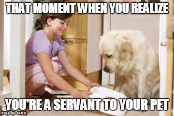 Human Servant to Pet | THAT MOMENT WHEN YOU REALIZE; YOU'RE A SERVANT TO YOUR PET | image tagged in funny because it's true | made w/ Imgflip meme maker