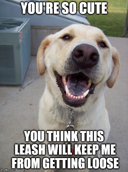 You're So Cute | YOU'RE SO CUTE; YOU THINK THIS LEASH WILL KEEP ME FROM GETTING LOOSE | image tagged in you're so cute | made w/ Imgflip meme maker