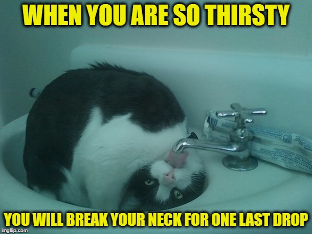 WHEN YOU ARE SO THIRSTY; YOU WILL BREAK YOUR NECK FOR ONE LAST DROP | image tagged in thirst cat twisted neck | made w/ Imgflip meme maker