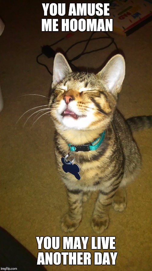 Amused cat | YOU AMUSE ME HOOMAN; YOU MAY LIVE ANOTHER DAY | image tagged in cat | made w/ Imgflip meme maker