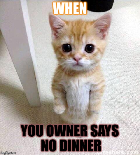 Cute Cat Meme | WHEN; YOU OWNER SAYS NO DINNER | image tagged in memes,cute cat | made w/ Imgflip meme maker