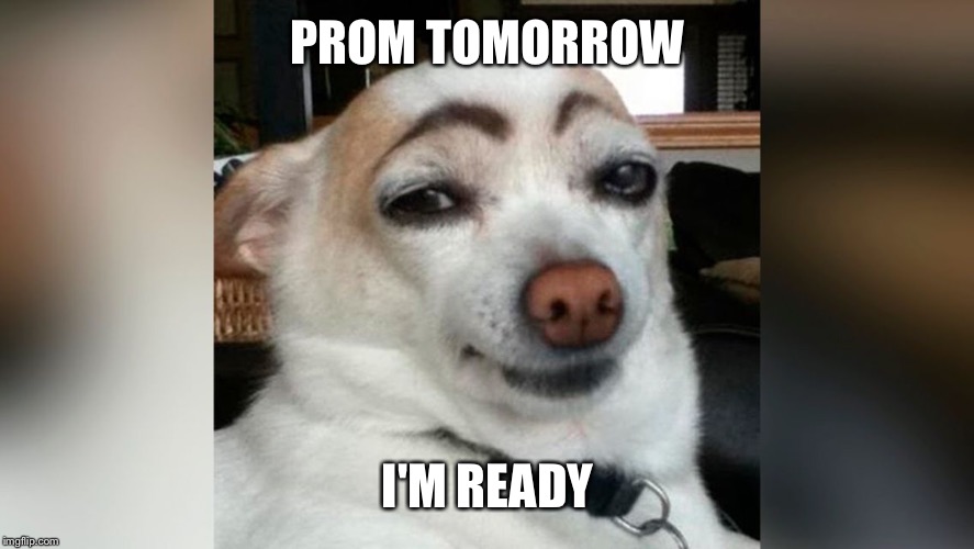 PROM TOMORROW; I'M READY | image tagged in prom dog | made w/ Imgflip meme maker