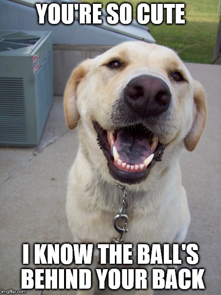 You're so cute | YOU'RE SO CUTE; I KNOW THE BALL'S BEHIND YOUR BACK | image tagged in you're so cute,yellow lab,ball,behind your back | made w/ Imgflip meme maker