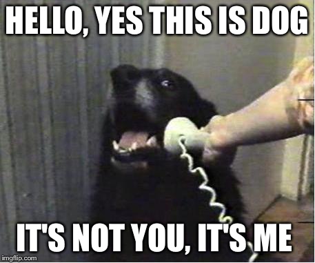 Yes this is dog | HELLO, YES THIS IS DOG; IT'S NOT YOU, IT'S ME | image tagged in yes this is dog | made w/ Imgflip meme maker