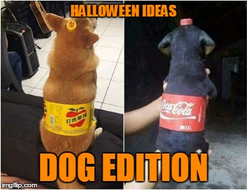 I know it's a bit too late for that, but oh well | HALLOWEEN IDEAS; DOG EDITION | image tagged in memes,doge,trhtimmy,cute,animals,dogs | made w/ Imgflip meme maker