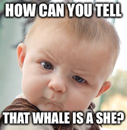 Skeptical Baby Meme | HOW CAN YOU TELL THAT WHALE IS A SHE? | image tagged in memes,skeptical baby | made w/ Imgflip meme maker