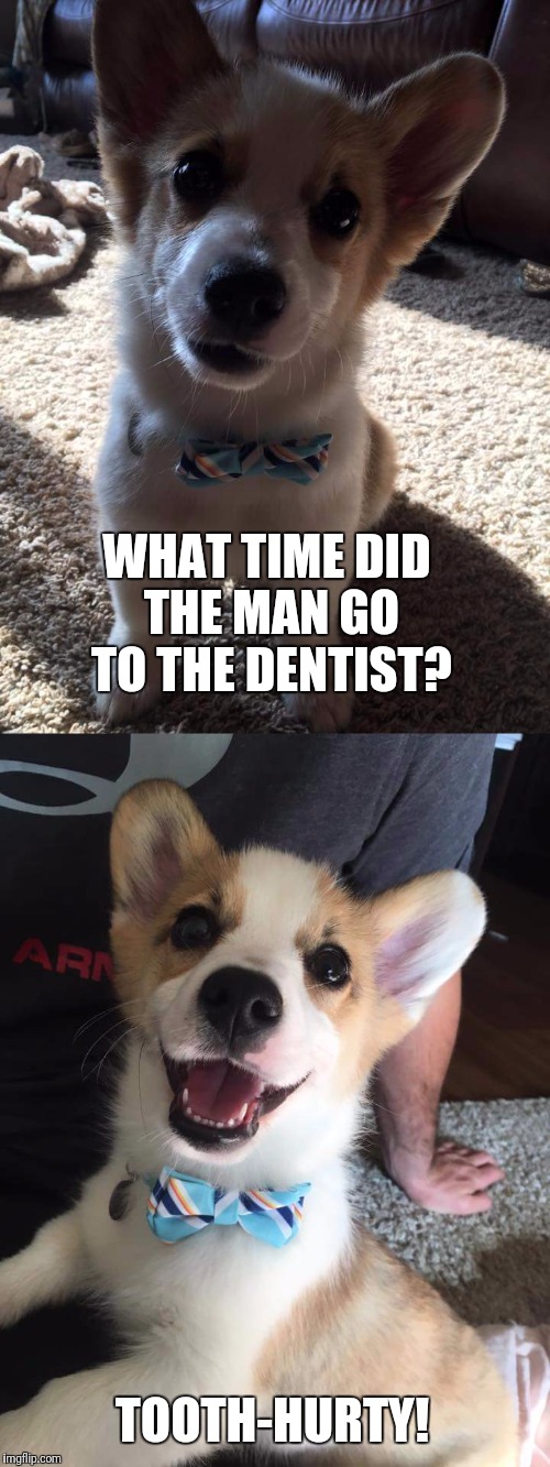 Bad dad jokes | WHAT TIME DID THE MAN GO TO THE DENTIST? TOOTH-HURTY! | image tagged in cute dog,dad joke dog | made w/ Imgflip meme maker