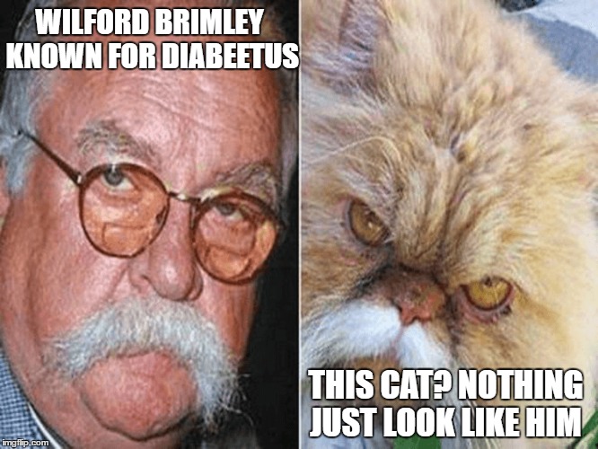 WILFORD BRIMLEY KNOWN FOR DIABEETUS; THIS CAT? NOTHING JUST LOOK LIKE HIM | made w/ Imgflip meme maker