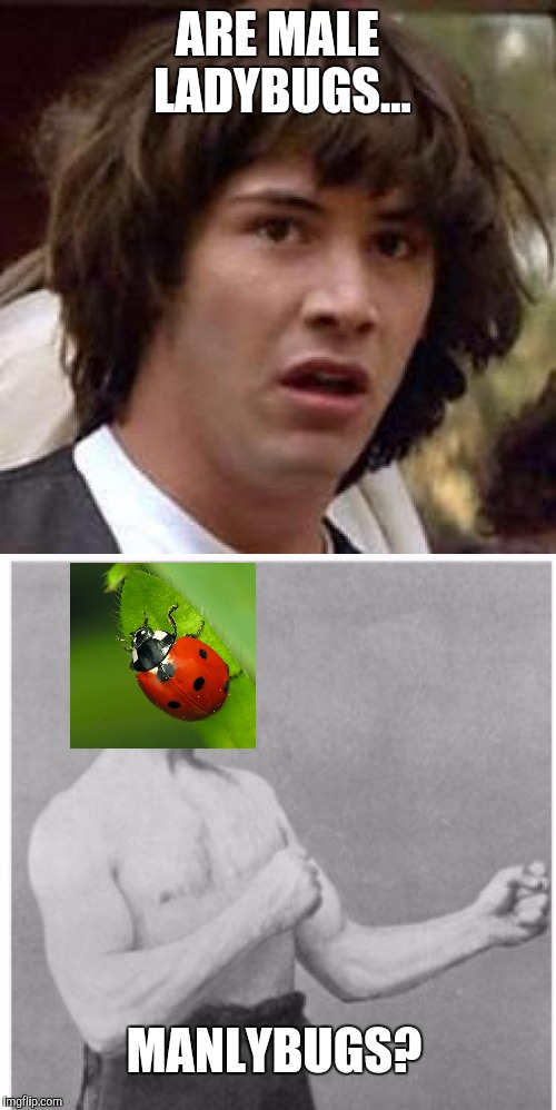 And now all the experts on the Web will furiously correct me... BUT I DON'T CARE! | ARE MALE LADYBUGS... MANLYBUGS? | image tagged in bad pun | made w/ Imgflip meme maker