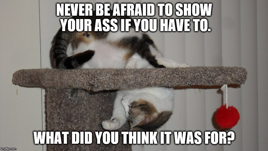Cat Hair Don't Care! | NEVER BE AFRAID TO SHOW YOUR ASS IF YOU HAVE TO. WHAT DID YOU THINK IT WAS FOR? | image tagged in cats | made w/ Imgflip meme maker