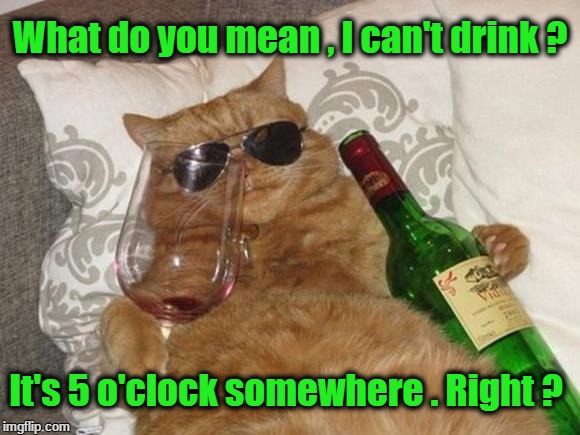 Funny Cat Birthday | What do you mean , I can't drink ? It's 5 o'clock somewhere . Right ? | image tagged in funny cat birthday | made w/ Imgflip meme maker