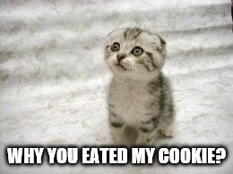 Sad Cat Meme | WHY YOU EATED MY COOKIE? | image tagged in memes,sad cat | made w/ Imgflip meme maker