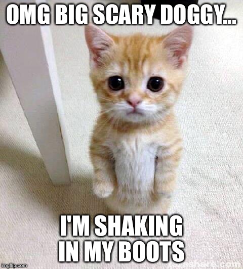 I'm SO scared! | OMG BIG SCARY DOGGY... I'M SHAKING IN MY BOOTS | image tagged in memes,cute cat | made w/ Imgflip meme maker