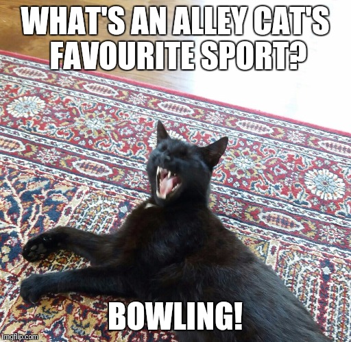 WHAT'S AN ALLEY CAT'S FAVOURITE SPORT? BOWLING! | image tagged in cat | made w/ Imgflip meme maker