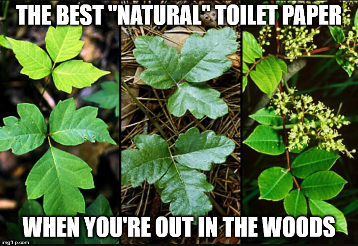 When you need to go #2 in the woods and you have no TP, these are the best!  | THE BEST "NATURAL" TOILET PAPER; WHEN YOU'RE OUT IN THE WOODS | image tagged in funny,pranks,lmao,poison ivy | made w/ Imgflip meme maker