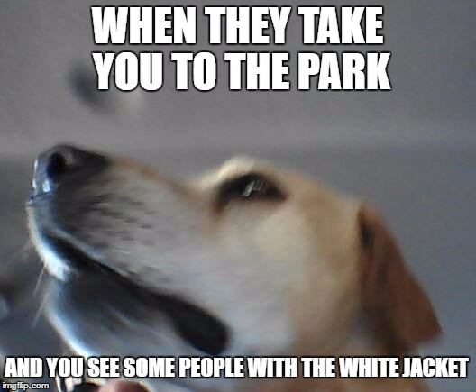 Vet ? | WHEN THEY TAKE YOU TO THE PARK; AND YOU SEE SOME PEOPLE WITH THE WHITE JACKET | image tagged in unbelieving dog,dog,dogs,funny meme,funny memes,funny dogs | made w/ Imgflip meme maker