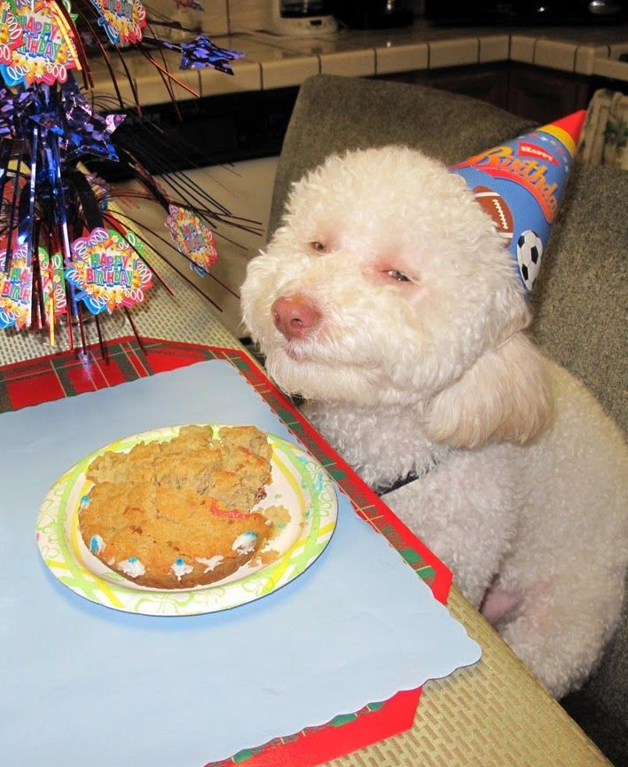 High Quality Birthday Dog Blank Meme Template