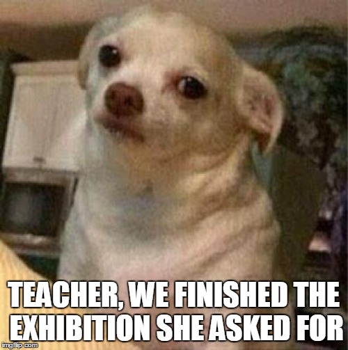 TEACHER, WE FINISHED THE EXHIBITION SHE ASKED FOR | image tagged in perro chihuahua | made w/ Imgflip meme maker